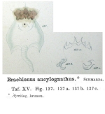 Brachionus quadridentatus var. ancylognathus - Original description image