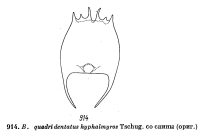Brachionus quadridentatus var. hyphalmyros