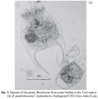 Brachionus quadridentatus var. hyphalmyros