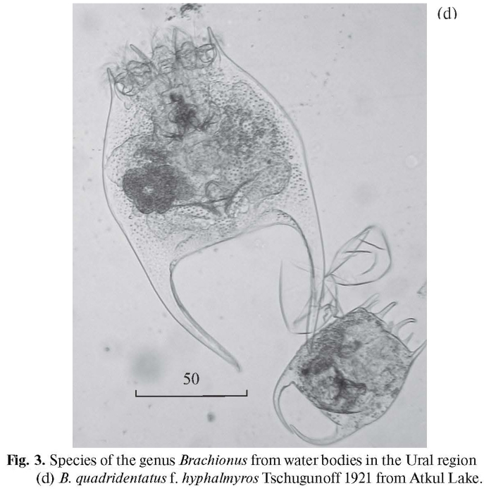 Brachionus quadridentatus var. hyphalmyros