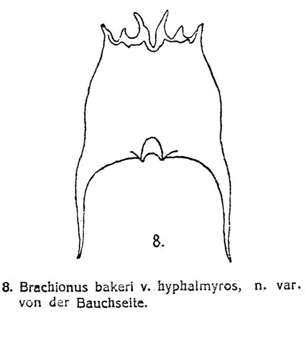 Brachionus quadridentatus var. hyphalmyros - Original description image