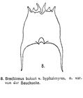 Brachionus quadridentatus var. hyphalmyros - Original description image