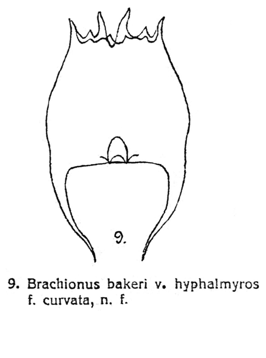 Brachionus quadridentatus var. hyphalmyros f. curvata - Original description image