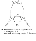 Brachionus quadridentatus var. hyphalmyros f. divergens - Original description image
