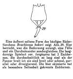 Brachionus quadridentatus var. longispinus - Original description image