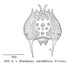 Brachionus quadridentatus var. splendidus