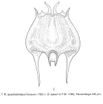 Brachionus quadridentatus var. splendidus