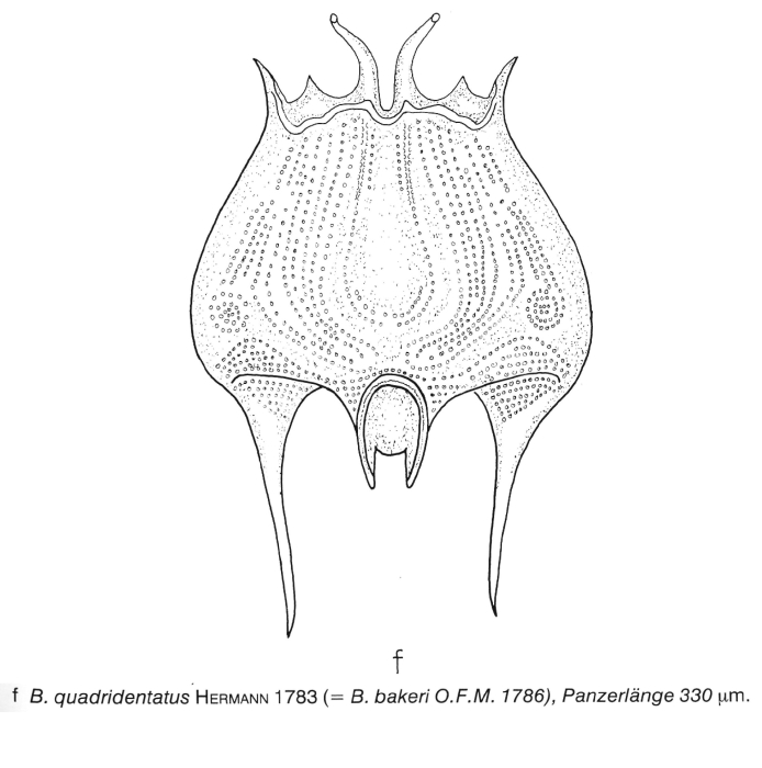 Brachionus quadridentatus var. splendidus