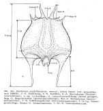Brachionus quadridentatus var. splendidus