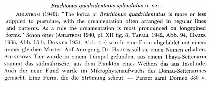 Brachionus quadridentatus var. splendidus - Original description image