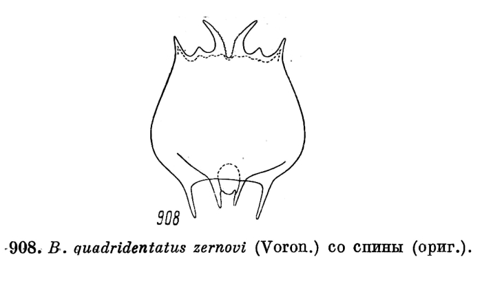 Brachionus quadridentatus var. zernowi