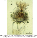 Brachionus quadridentatus var. zernowi