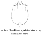 Brachionus quadristriatus - Original description image
