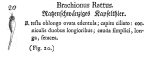 Brachionus rattus - Original description image