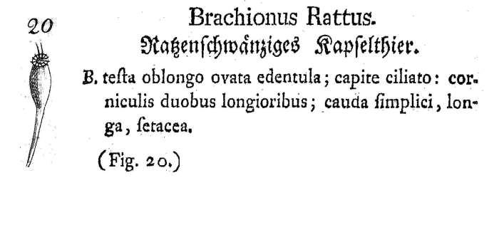 Brachionus rattus - Original description image