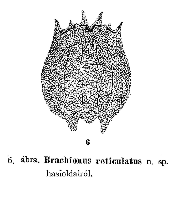 Brachionus reticulatus - Original description image