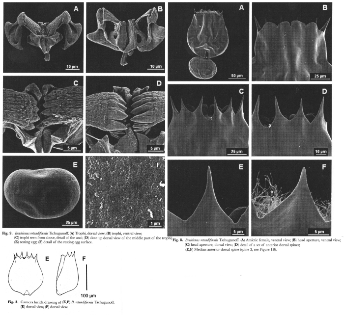 Brachionus rotundiformis