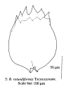 Brachionus rotundiformis