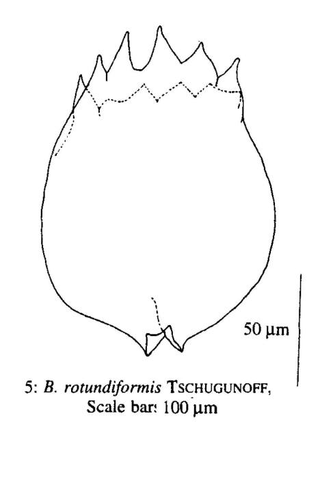Brachionus rotundiformis