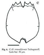 Brachionus rotundiformis