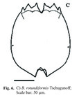 Brachionus rotundiformis