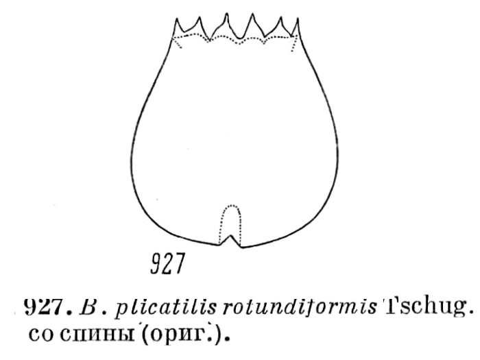 Brachionus rotundiformis