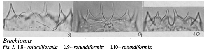 Brachionus rotundiformis
