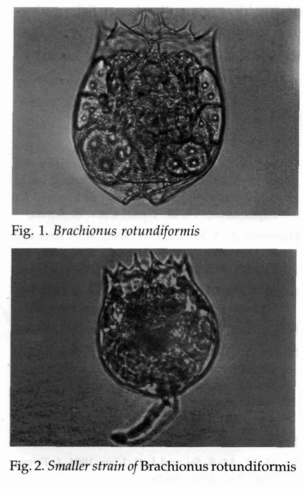 Brachionus rotundiformis