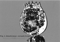 Brachionus rotundiformis