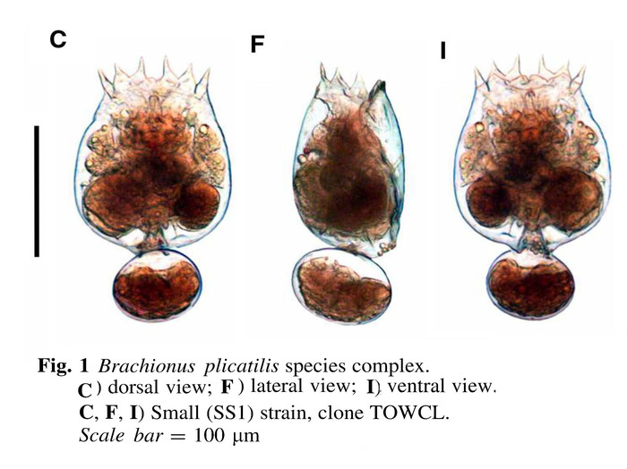 Brachionus rotundiformis
