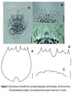 Brachionus rotundiformis