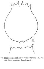 Brachionus rotundiformis - Original description image