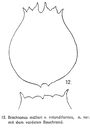 Brachionus rotundiformis - Original description image