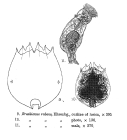 Brachionus rubens