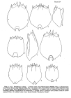 Brachionus rubens