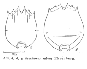 Brachionus rubens