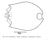 Brachionus rubens