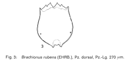 Brachionus rubens