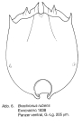 Brachionus rubens