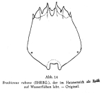 Brachionus rubens