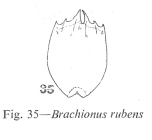 Brachionus rubens