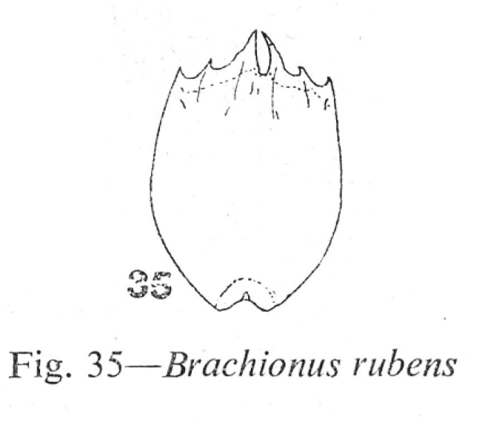 Brachionus rubens Brachionus rubens