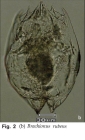 Brachionus rubens