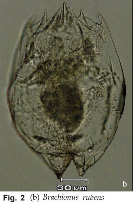 Brachionus rubens