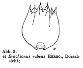 Brachionus rubens