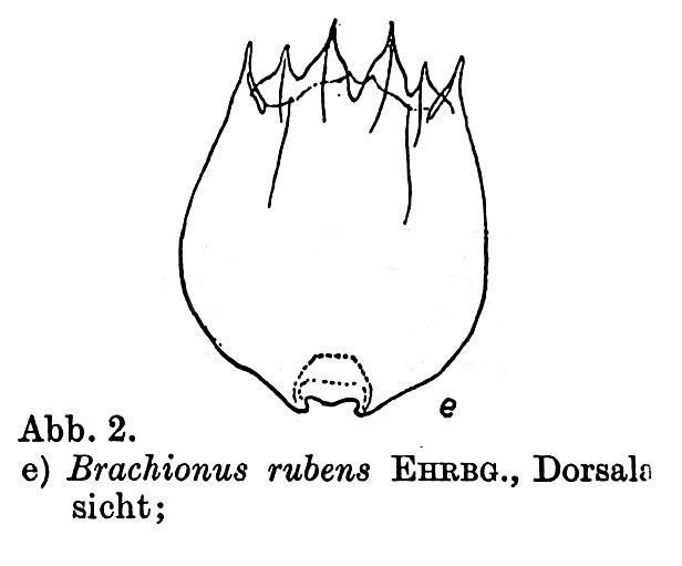 Brachionus rubens Brachionus rubens
