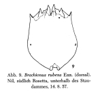 Brachionus rubens