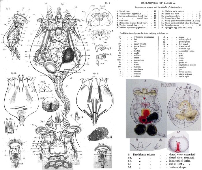 Brachionus rubens Brachionus rubens
