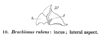 Brachionus rubens