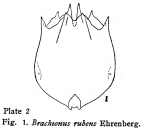 Brachionus rubens
